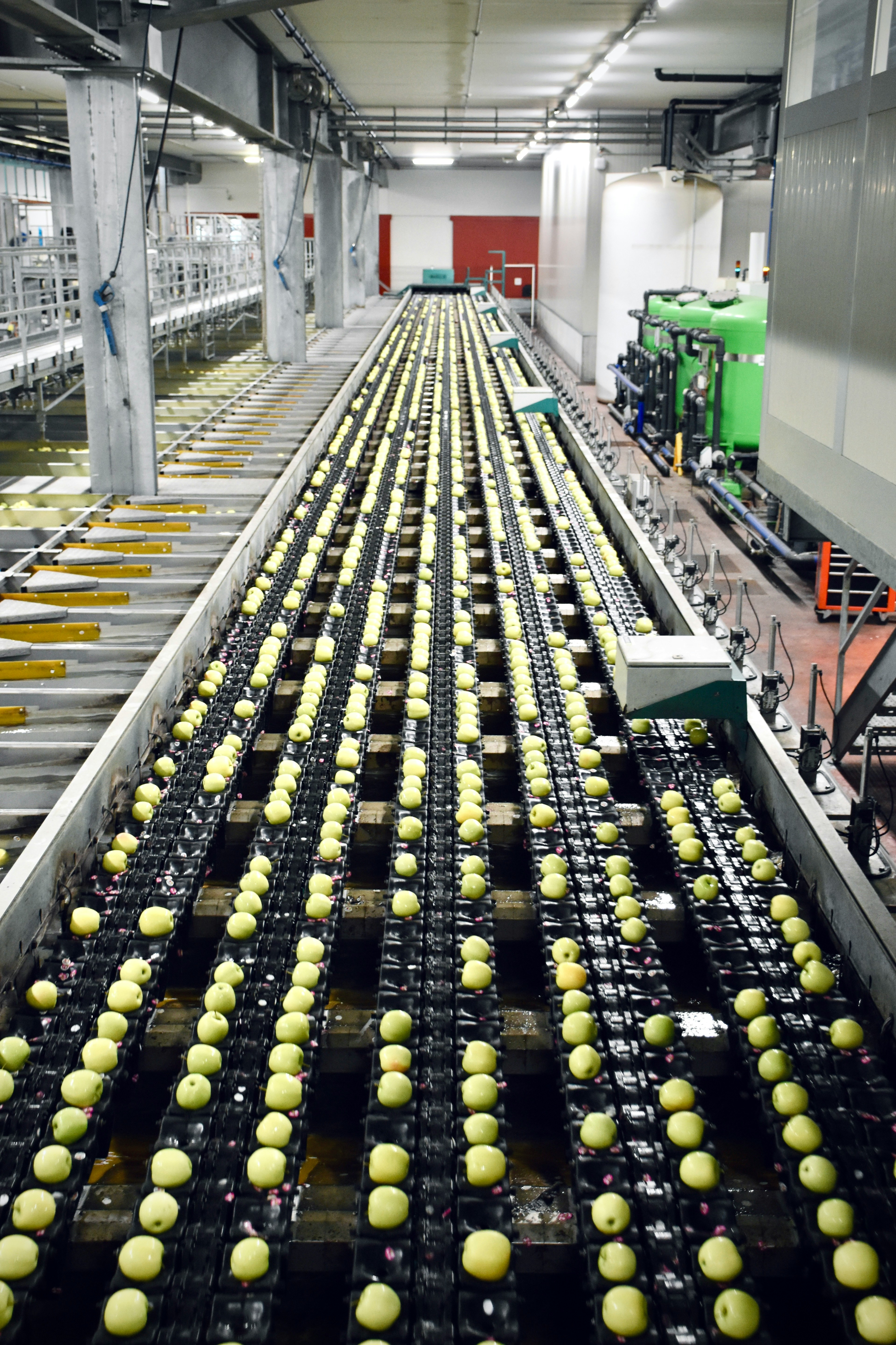 Mango and Tomato Pulping Line